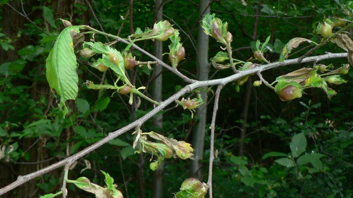 Durch den Befall können sich die Pflanzenorgane nicht vollständig entwickeln und einzelne Triebe sterben ab. Foto: forestryimages.com 