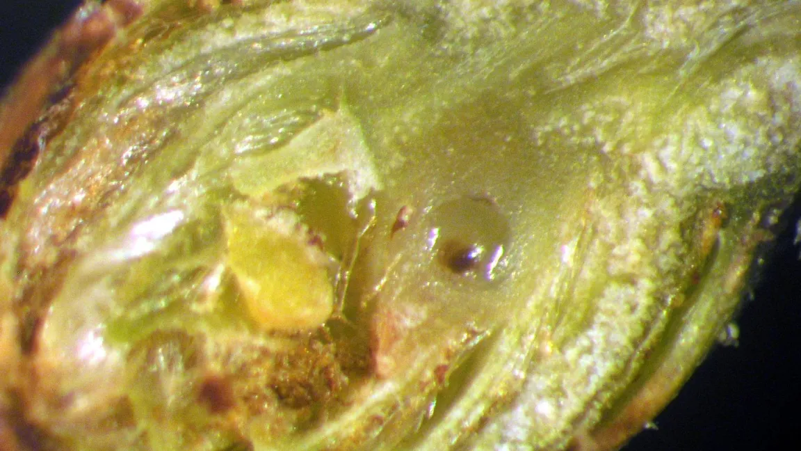 Die Larven fressen sich in den sich bildenden Gallen satt. Foto: forestryimages.com
 