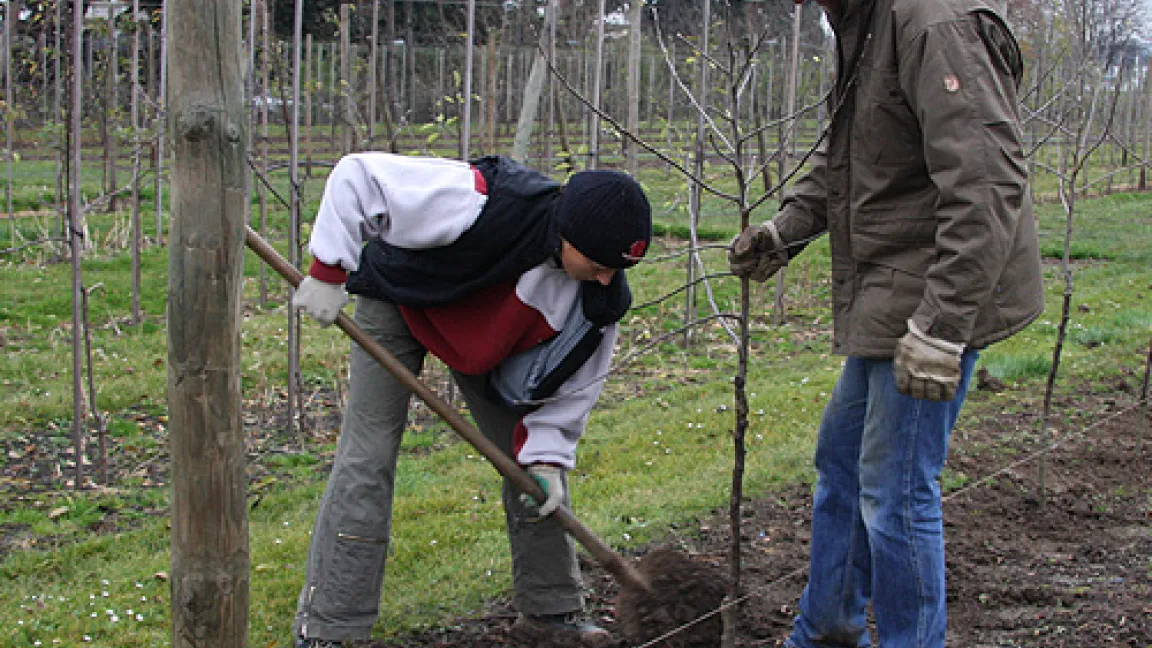 6000 Apfelbäume pflanzen ist reine Handarbeit. Man muss zu zweit sein: Einer hält den Baum in die Mitte des Pflanzloches und achtet darauf, dass er mittig und gerade steht. Die zweite Person häufelt vorsichtig die Erde um das Wurzelwerk. Erst dann wird das Erdreich festgetreten.
Quelle: Dr. Seuser