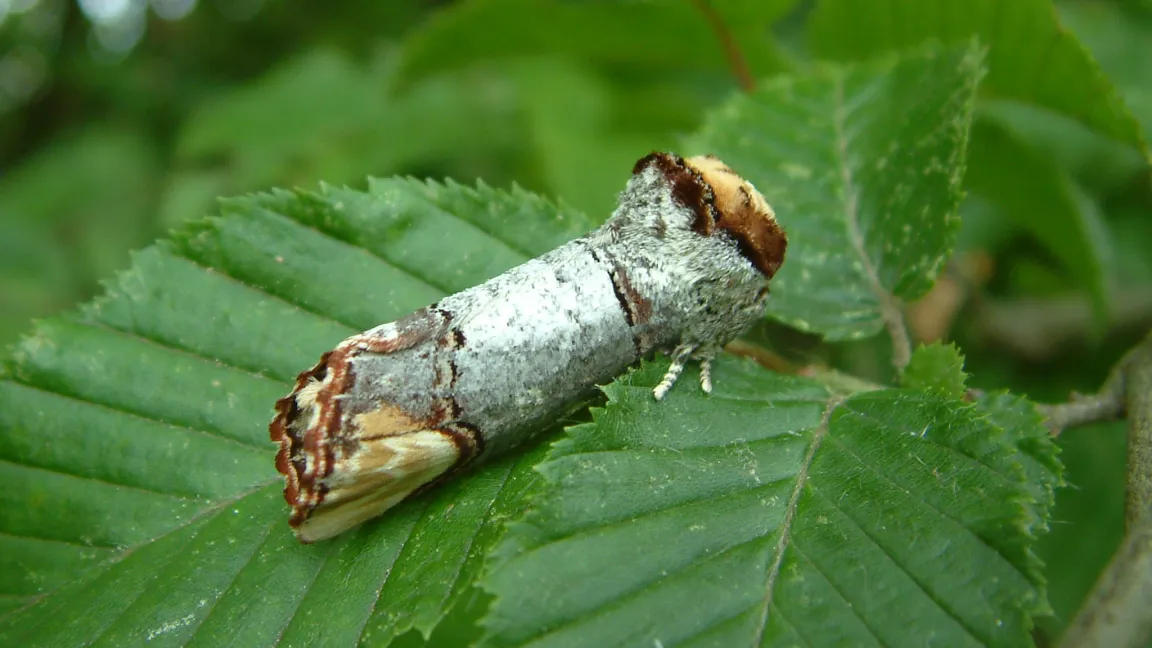 Der Falter ist in Ruhestellung kaum von einem abgestorbenen  Ast zu unterscheiden. Foto: Rainer Roth