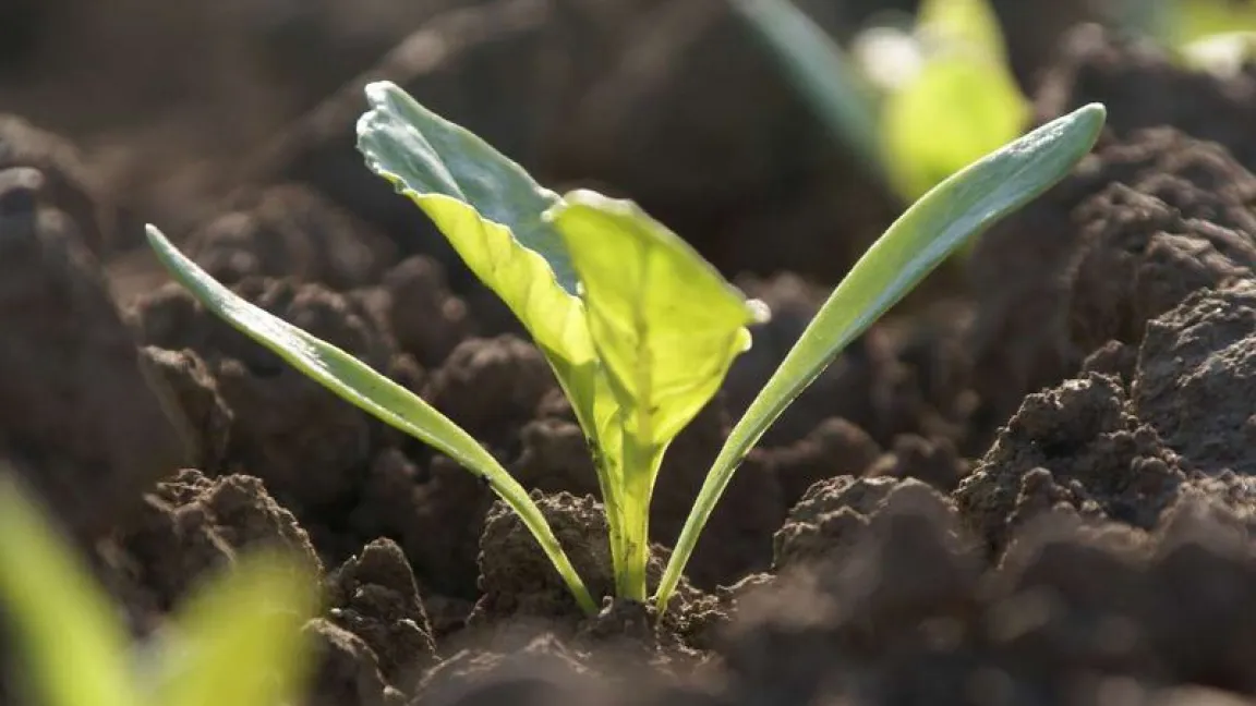 Junge Zuckerrübenpflänzchen entwickeln sich langsam und hätten gegen Unkräuter keine Chance.. 
Foto: KWS SAAT AG