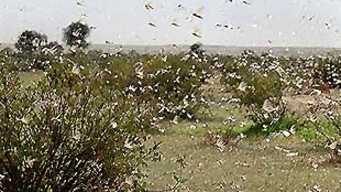 ... wenn sie in Schwärmen auftreten.
	Quelle: FAO