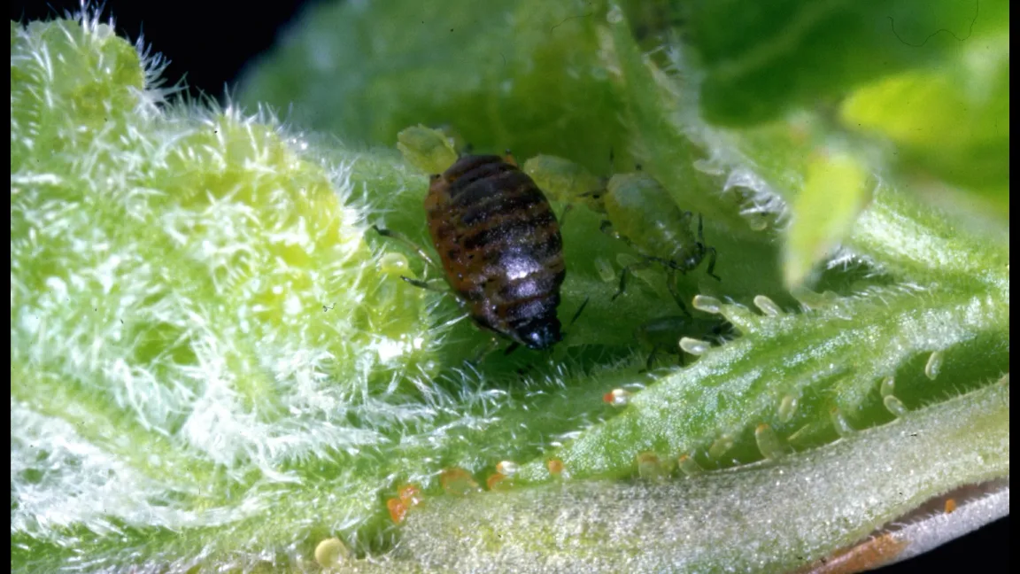 Grüne Zwetschgenblattlaus: Neben der bräunlichen Stammmutter (1,5 mm) treten schon sehr früh die ersten grünen Jungläuse auf. Foto: Agroscope ACW