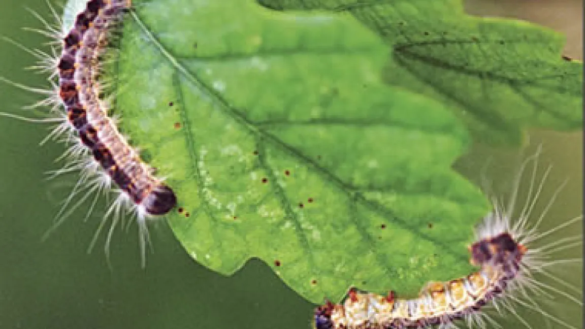 Die Gifthaare, die die Raupen vor Fressfeinden schützen sollen, zerbrechen bei der leichtesten Berührung und verletzen empfindliche Haut oder Schleimhäute.
	Quelle: Eberhard Raiser