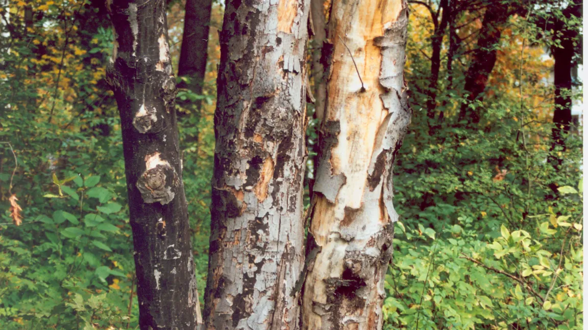 Die Rußrindenkrankheit beim Ahorn zeichnet sich durch einen russartigen Belag aus. Foto: JKI