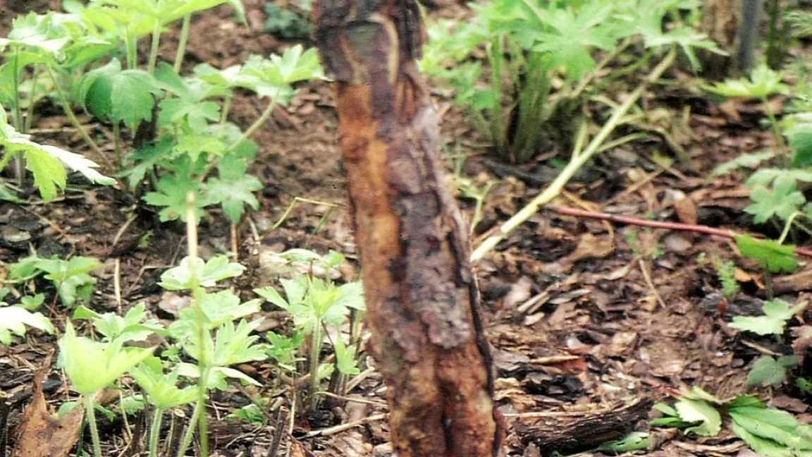 Obstbaumkrebs – starker Stammbefall am Apfel-Jungbaum. Foto:Klaus Margraf
