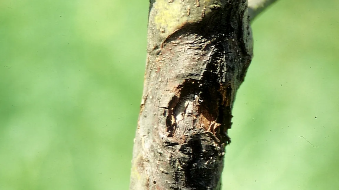 Obstbaumkrebs – Anfangsbefall am Apfelast. Foto: Klaus Margraf