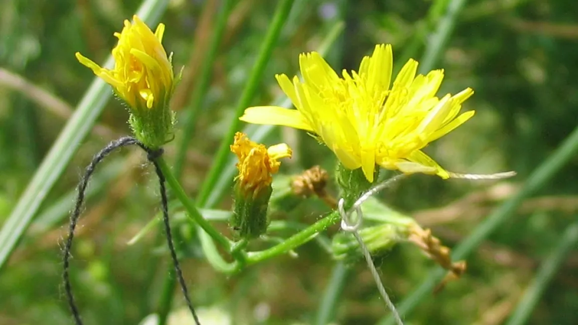 Die linke Blüte wurde drei Stunden vorher bestäubt und ist daher geschlossen, wärhend die rechte Blüte ohne Bestäubung noch komplett offen ist. Foto: Uni Göttingen