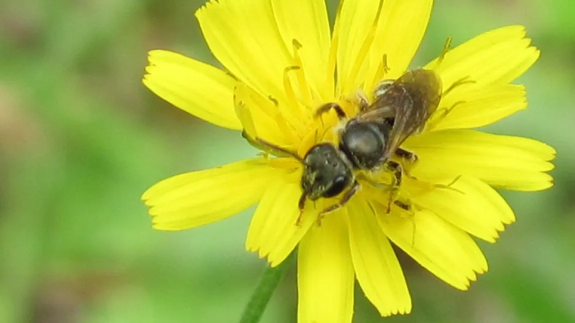 Wildbiene auf einer Pippau-Blüte. Foto: Uni Göttingen