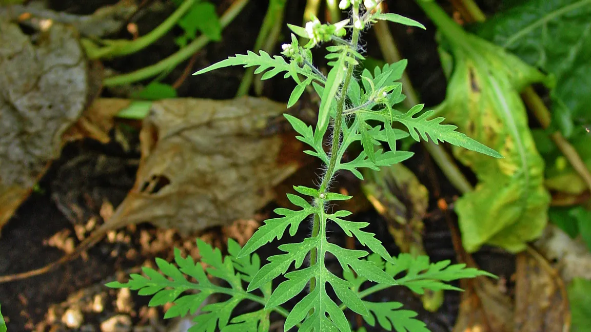 Weibliche Blütenstände der Ambrosie. Foto: LIZ (Landwirtschaftlicher Informationsdienst Zuckerrübe), Elsdorf