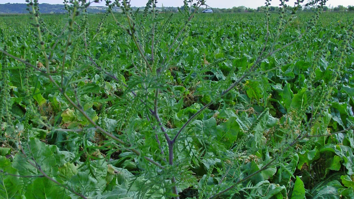 Die Beifuß-Ambrosie breitet sich auch in der Landwirtschaft, wie hier in Zuckerrüben aus. Foto: LIZ (Landwirtschaftlicher Informationsdienst Zuckerrübe), Elsdorf
