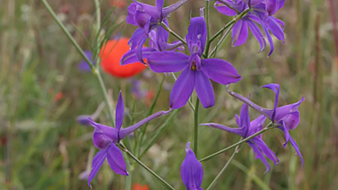Acker-Rittersporn (Consolida regalis)
	Quelle: Dr. Georg Priestel