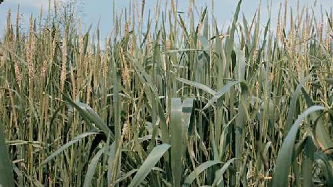 Ackerfuchsschwanz ist konkurrenzstark und kann den Weizenanbau unwirtschaftlich machen. 
Quelle: Bayer CropScience