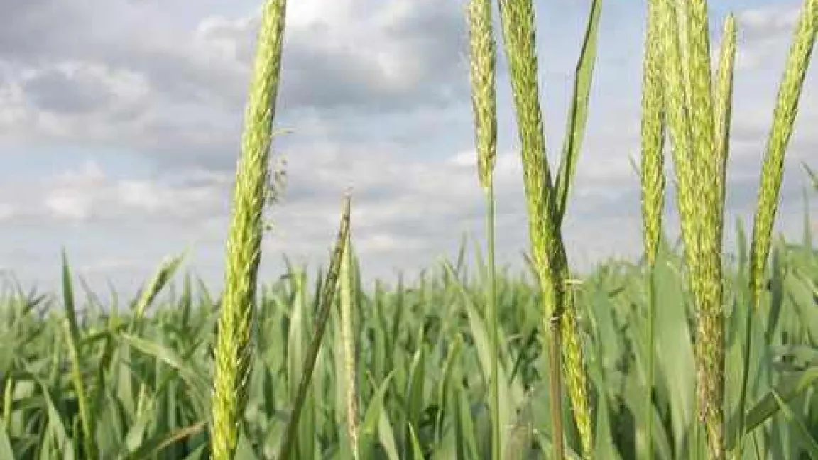 Ackerfuchsschwanz ist zunehmend resistent gegenüber den gängigen Herbiziden. 
Quelle: Wiedenau