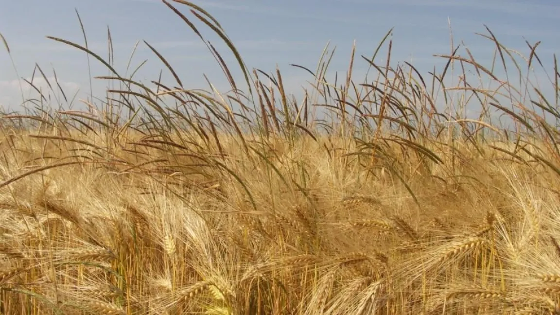 Resistenter Ackerfuchsschwanz verursacht in einigen Regionen bereits hohe Ertragseinbußen. Foto: Matthias Wiedenau