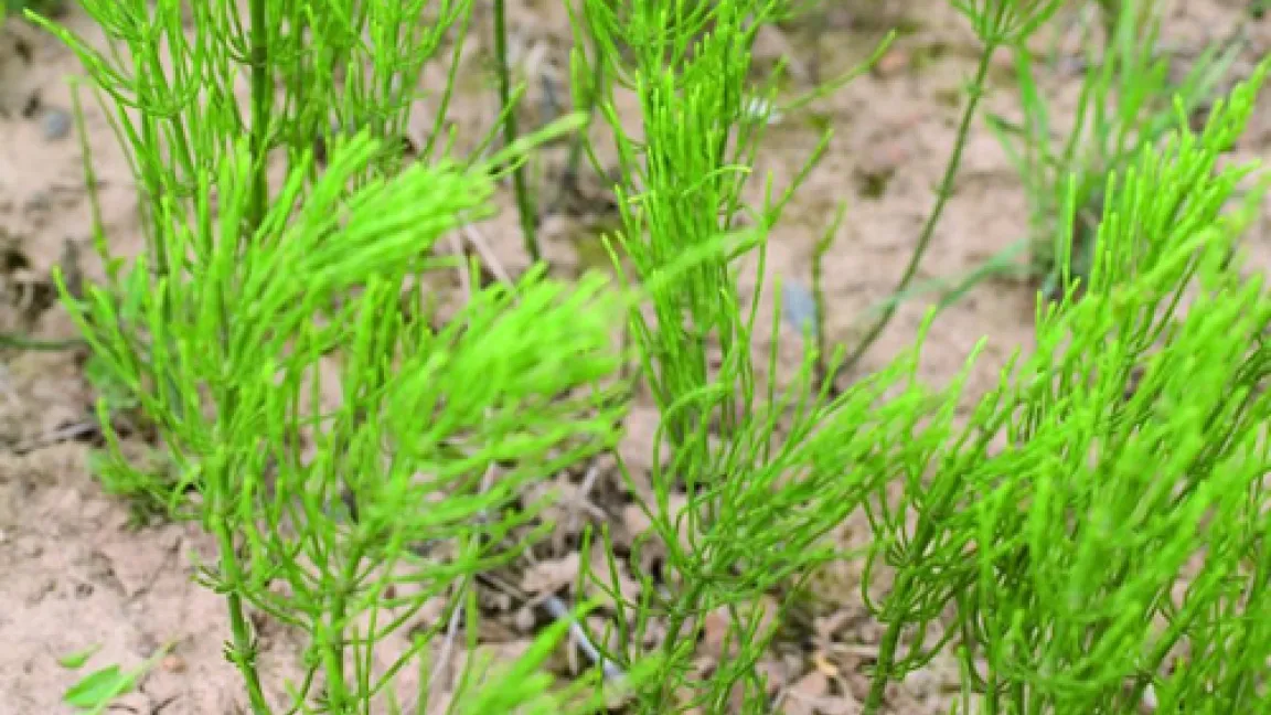 Im Gegensatz zum giftigen Sumpfschachtelhalm wurde der Ackerschachtelhalm auch als Heilpflanze genutzt
	Quelle: Bayer CropScience