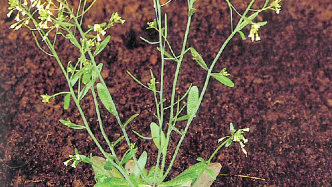 Ackerschmalwand (Arabidopsis thaliana) ist die Modellpflanze der Pflanzengenetiker und Molekularbiologen.
Quelle: AgroSlide BASF