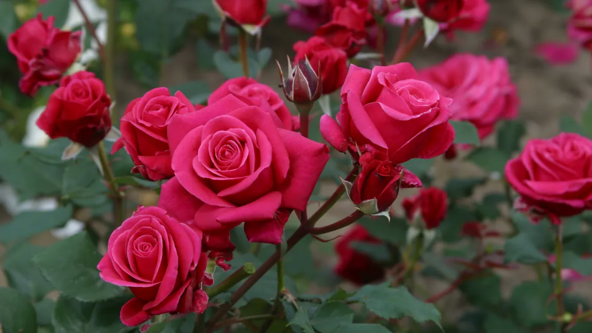 Charisma ist eine neue Edelrose mit Charme. Foto: Dr. Burkhard Spellerberg