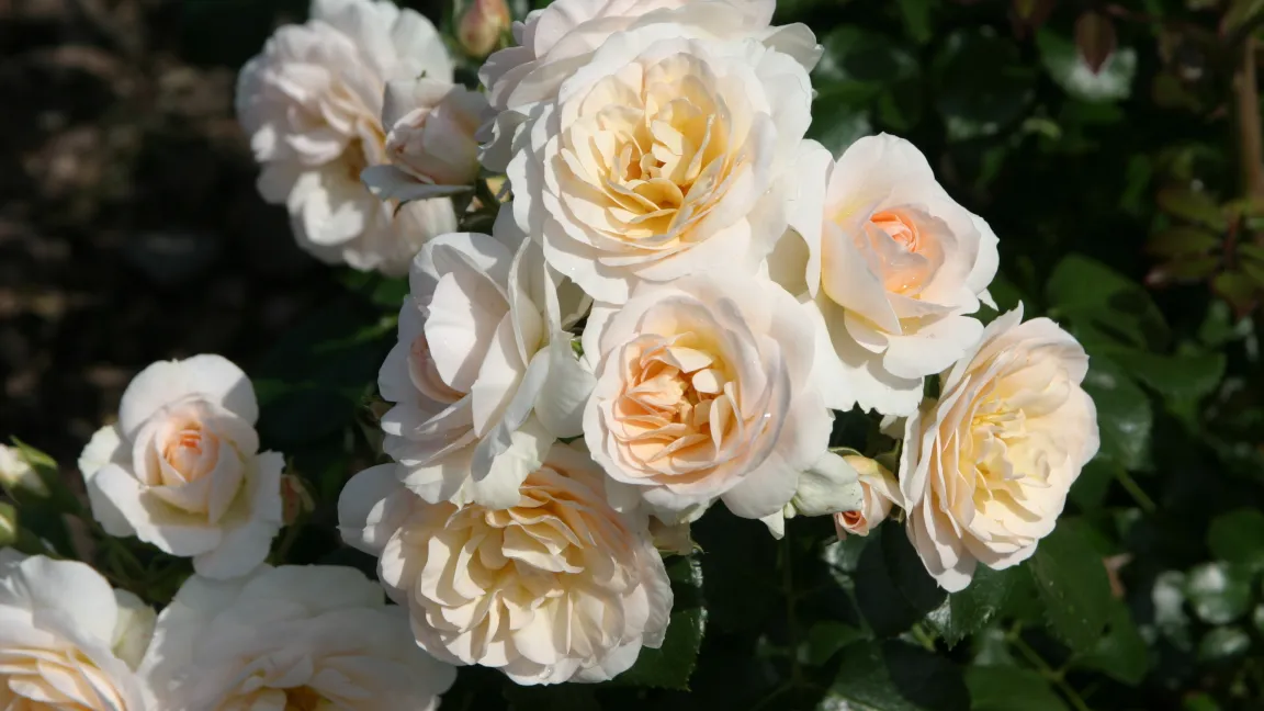 ADR-Rose (Strauchrose Sirius), die 2013 das Prädikat bekommen hat. Foto: Angelika Sontheimer