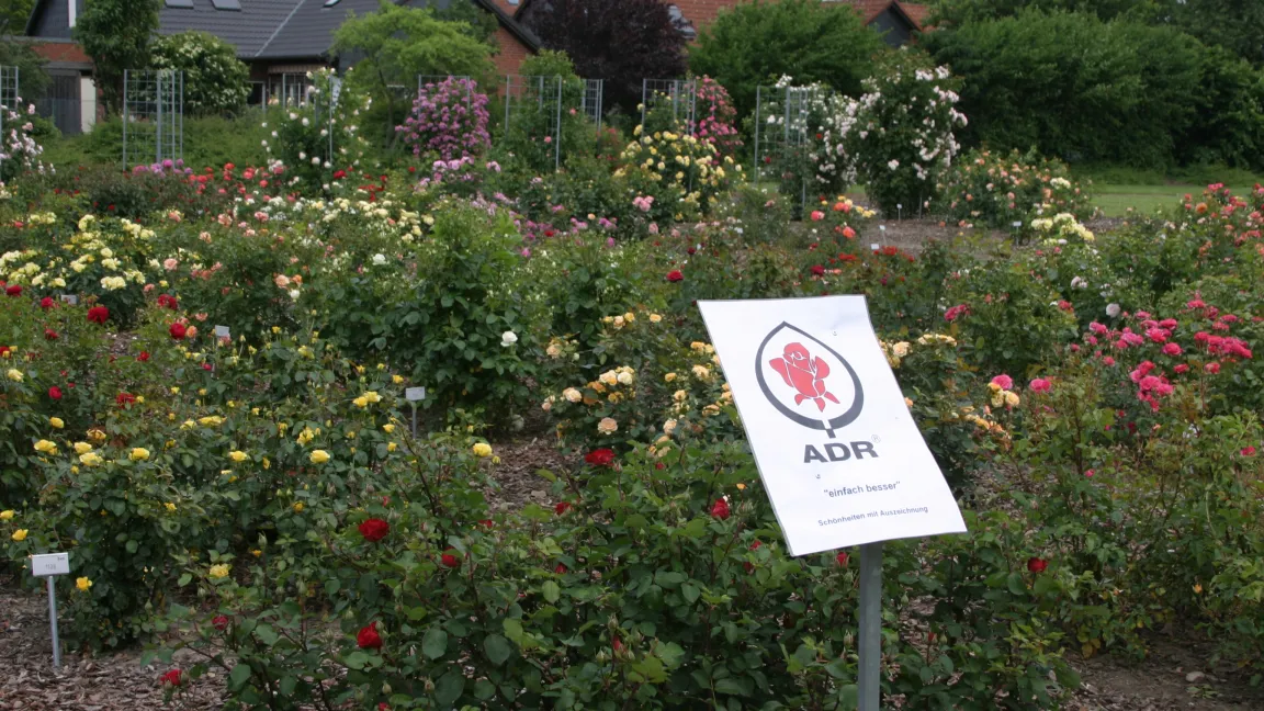 Übersicht über eine Rosen-Aufpflanzung im Sichtungsgarten. Foto: Angelika Sontheimer