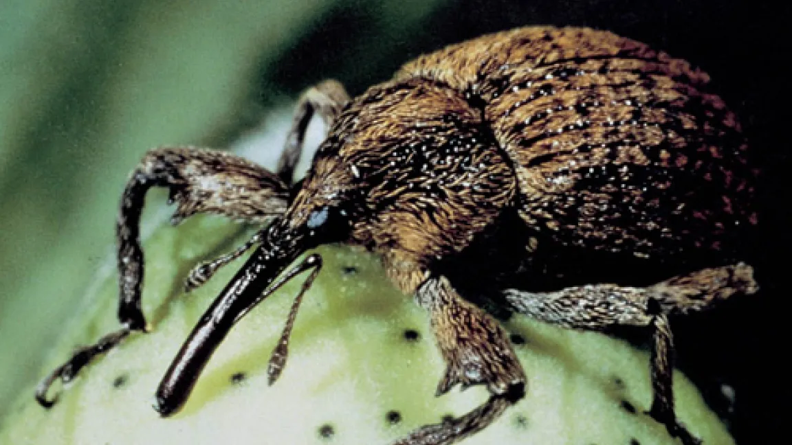 Adulter Mexikanischer Baumwollkapselkäfer an einer Baumwollkapsel. Auffällig: der lange Rüssel.
Quelle: Bayer CropScience