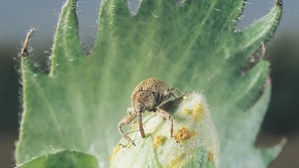 Adulter Mexikanischer Baumwollkapselkäfer (Anthonomus grandis) und Schadsymptome an einer Baumwollkapsel.
Quelle: Bayer CropScience
