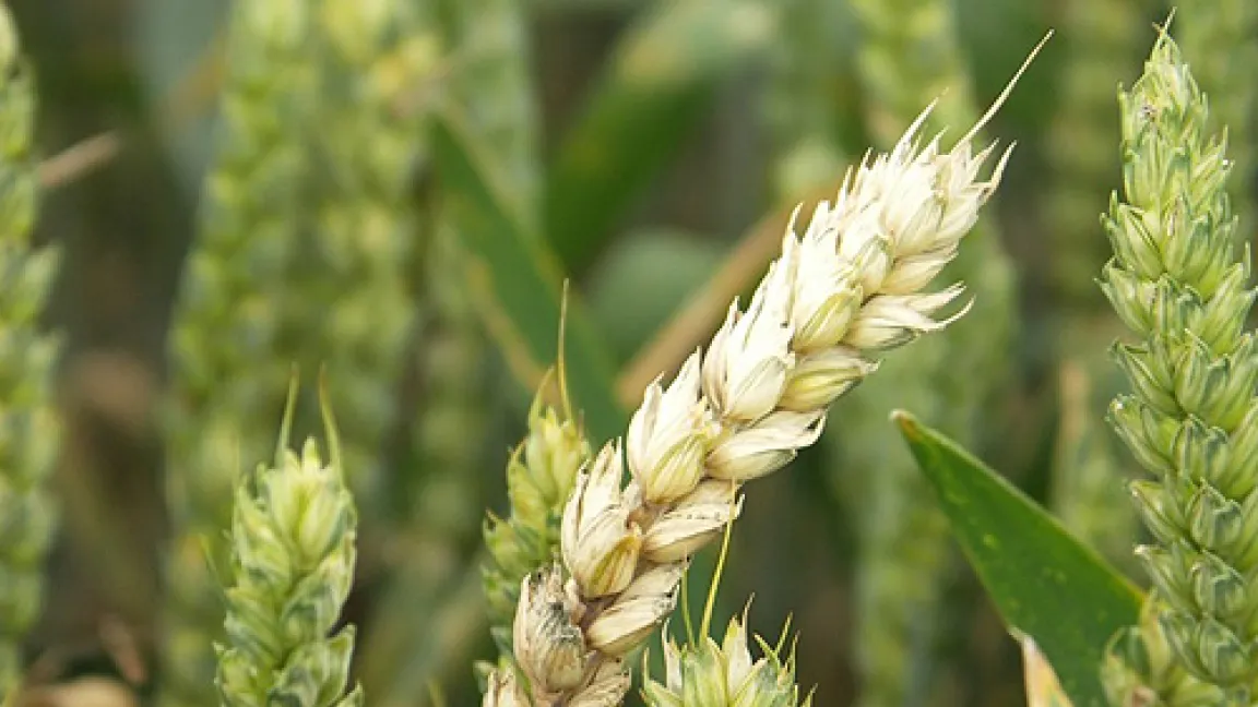 Ähren, die mit Fusarium-Pilzen befallen sind, werden während der Abreife schneller hell.
Quelle: Wiedenau