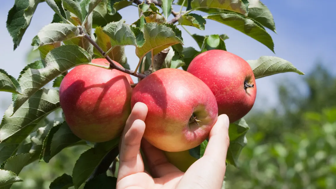 Obst ist nicht unbedingt zum Selbstpflücken da. Foto: Fotolia