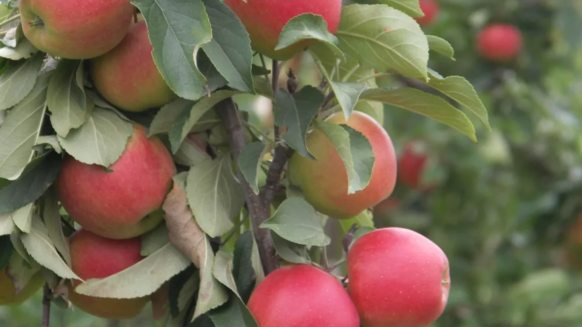 Hochwertige Lebensmittel dank gezieltem Pflanzenschutz. Foto: Matthias Wiedenau
