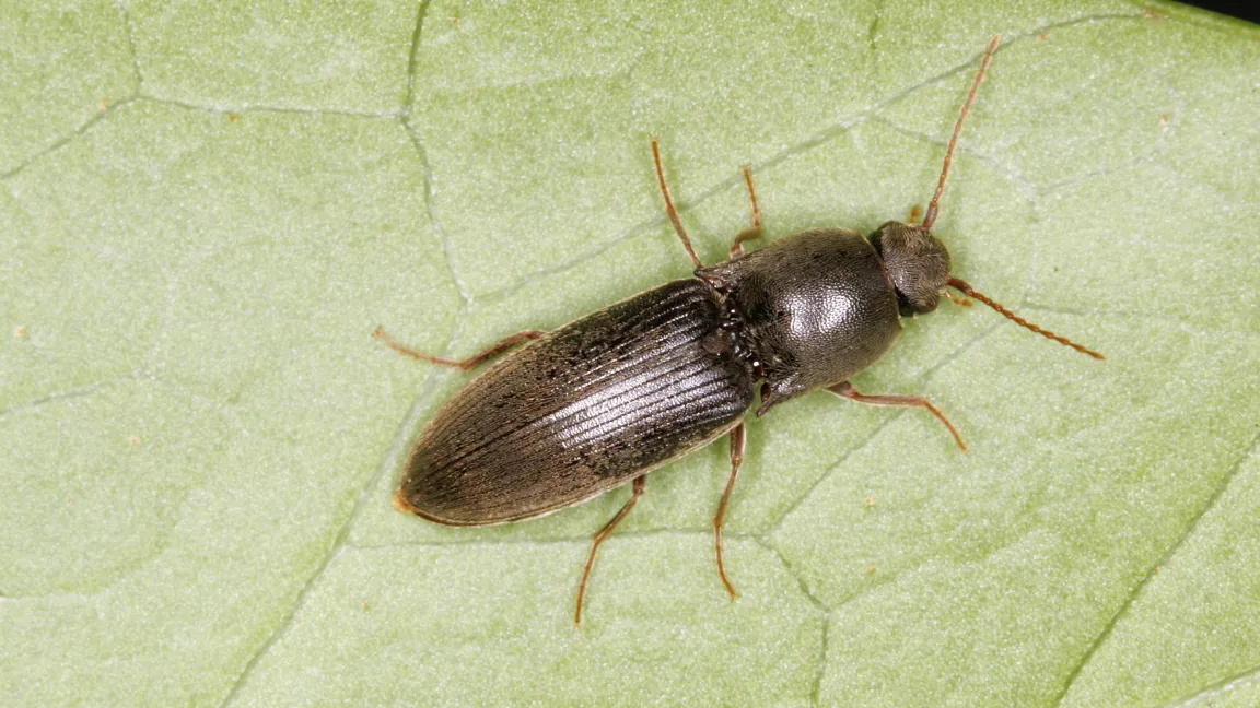 Auch der eigentlich in Südeuropa beheimatete Schnellkäfer Agriotes sordidus fühlt sich mittlerweile hierzulande wohl. Foto: Christoph Benisch www.kerbtier.de