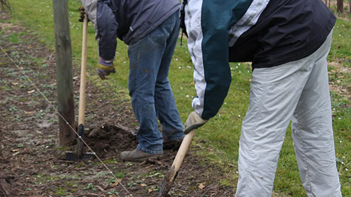 Alle 100 Zentimeter ein Loch, etwa 30 Zentimeter tief, ausgehoben wieder in Handarbeit mit dem Spaten. Eine Pflanzleine mit Markierungen gibt die genaue Position vor. Falsche Abstände behindern die maschinellen Arbeiten wie Pflege, Gras schneiden, Pflanzenschutz und Düngung.
Quelle: Dr. Seuser