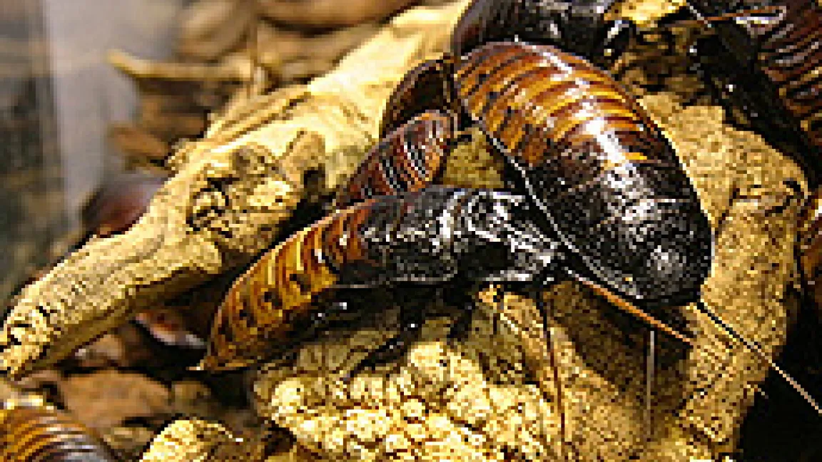 Allesfresser im Chitinpanzer können beträchtliche Schäden anrichten.
Quelle: adpic Fotoagentur