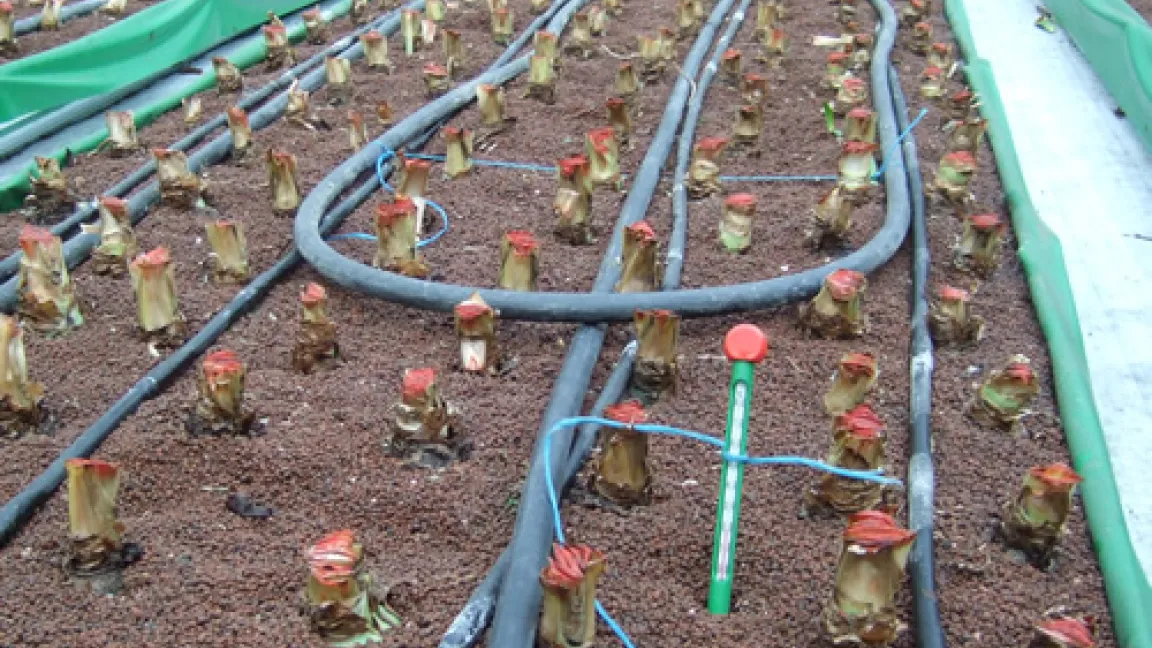 Aluwanne mit Amarylliszwiebeln in Leca-Ton (Bläton) Substrat.
Quelle: Pankraz Gasseling