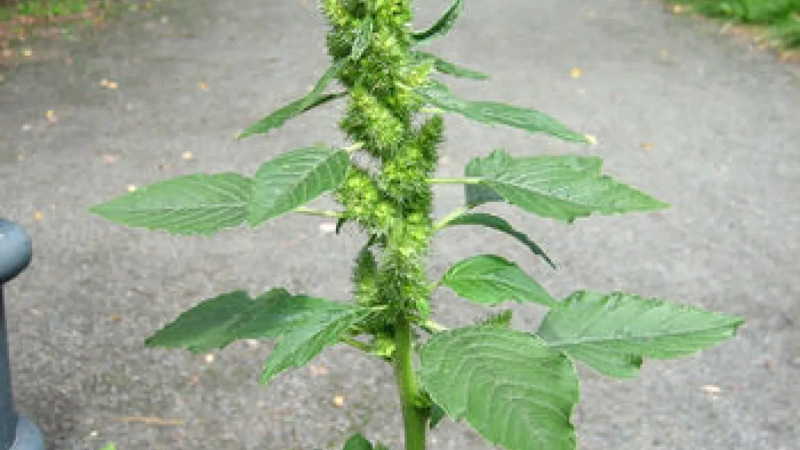 Der Zurückgebogene Amarant (Amaranthus retroflexus) oder auch Zurückgekrümter Fuchsschwanz genannt, ist ein häufiges, wärmeliebendes Unkraut in Mais- und Zuckerrübenfeldern, Haus-und Gemüsegärten oder Weinbergen. Foto: pestinfo.org