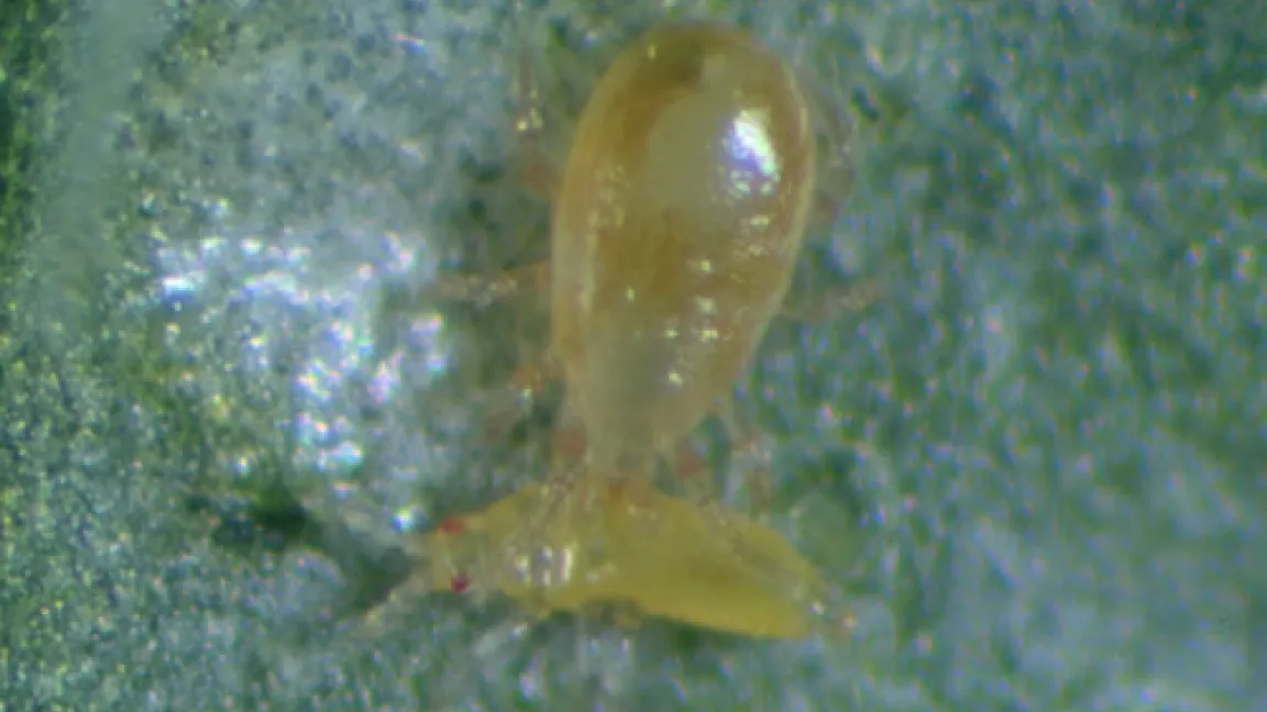 Amblyseius-Arten, hier Amblyseius cucumeris sind die am häufigsten eingesetzten Raubmilben in Baden-Württemberg Quelle: Dr. Albert, LTZ Augustenburg, Außenstelle Stuttgart