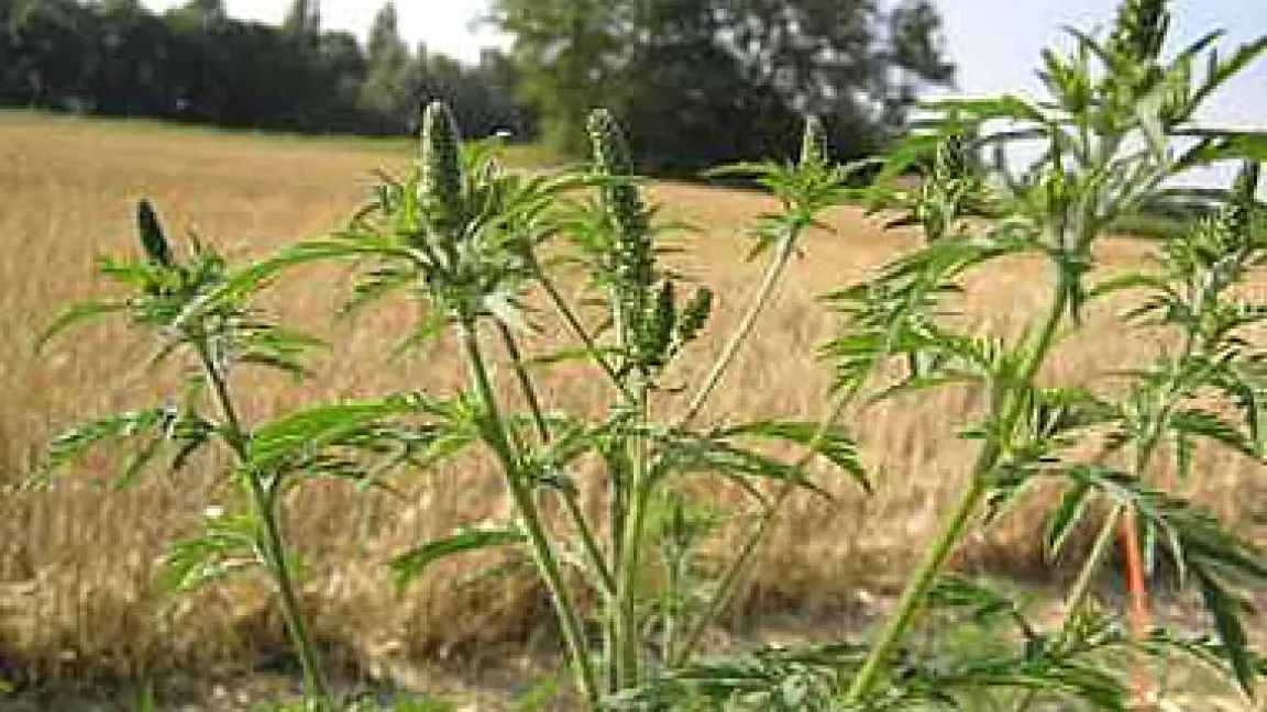 Ambrosia am Feldrain. Die aufrechten Trauben sind die männlichen Blüten, die weiblichen Pendants sitzen in den Blattachseln.
Quelle: Foto: Christian Bohren, RAC Changins/Schweiz