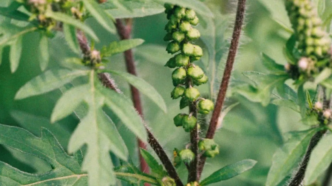 Ambrosia beginnt zu blühen.
Quelle: BBA