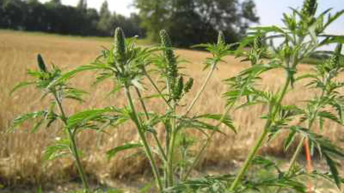 Ambrosia wächst auch auf kargen Böden.
Quelle: Christian Bohren, RAC Changins/Schweiz