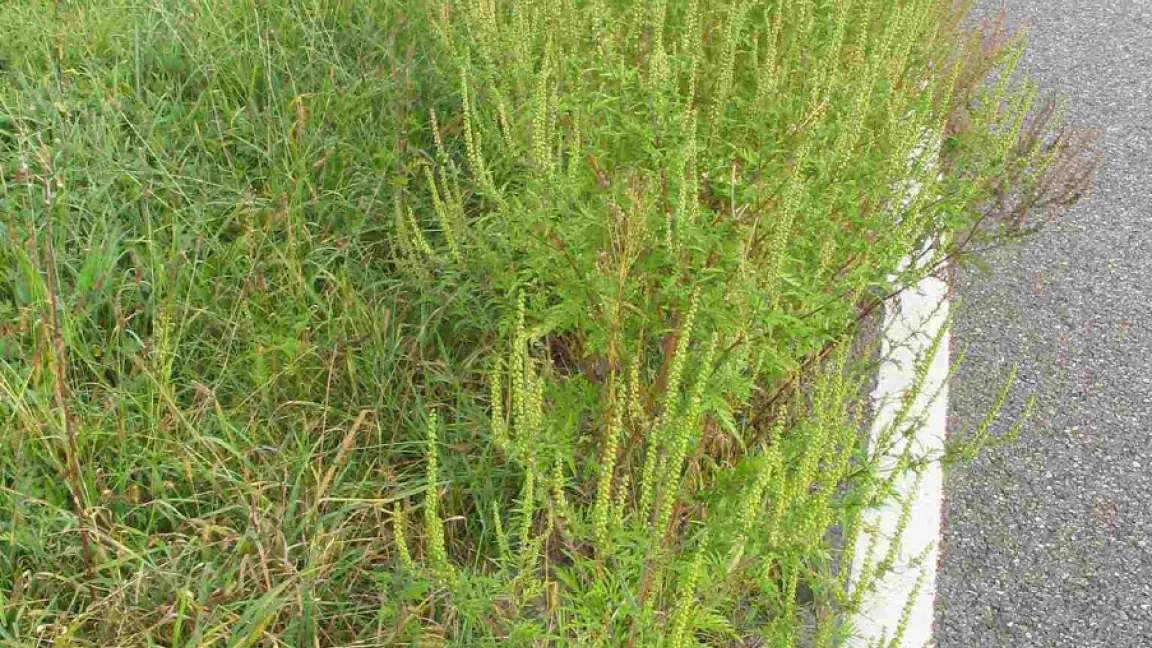 An Straßenrändern häufig anzutreffen: Die Beifuß-Ambrosie - Beißfußblättriges Traubenkraut. Foto: Nawrath/Alberternst