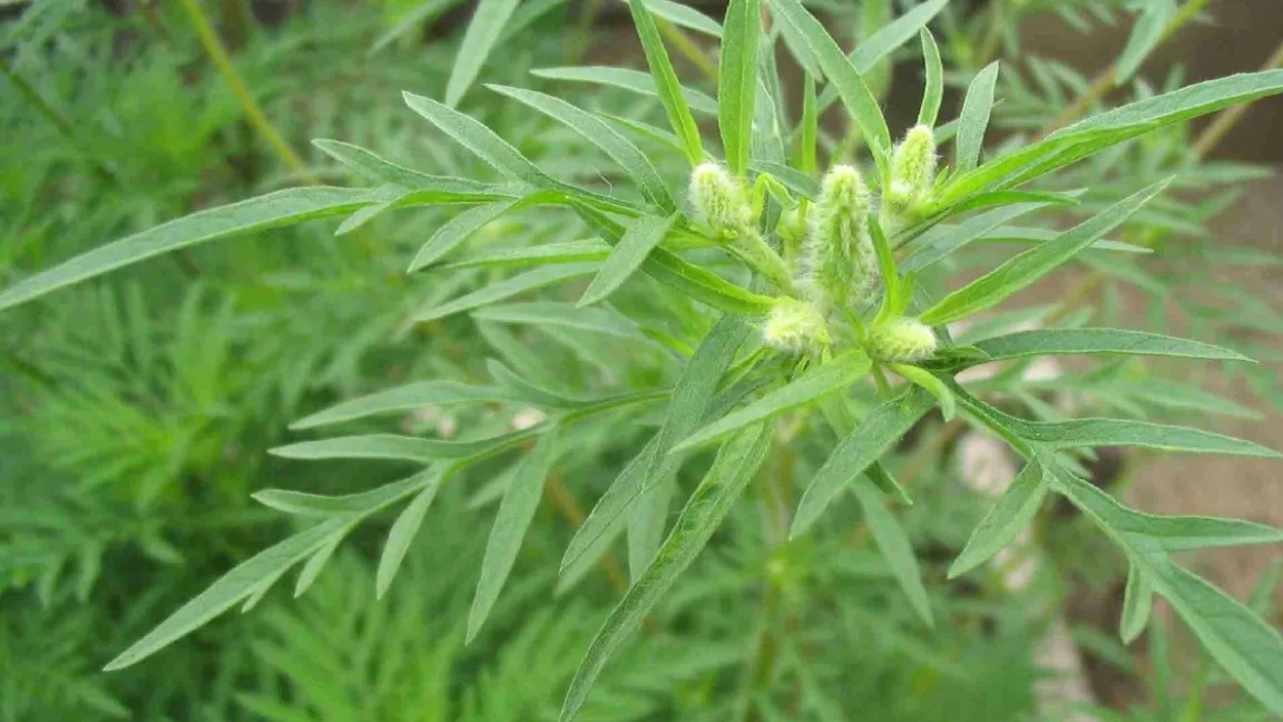 Die Pollen der Beifuß-Ambrosie können Heuschnupfen und Asthma auslösen. Foto: Nawrath/Alberternst