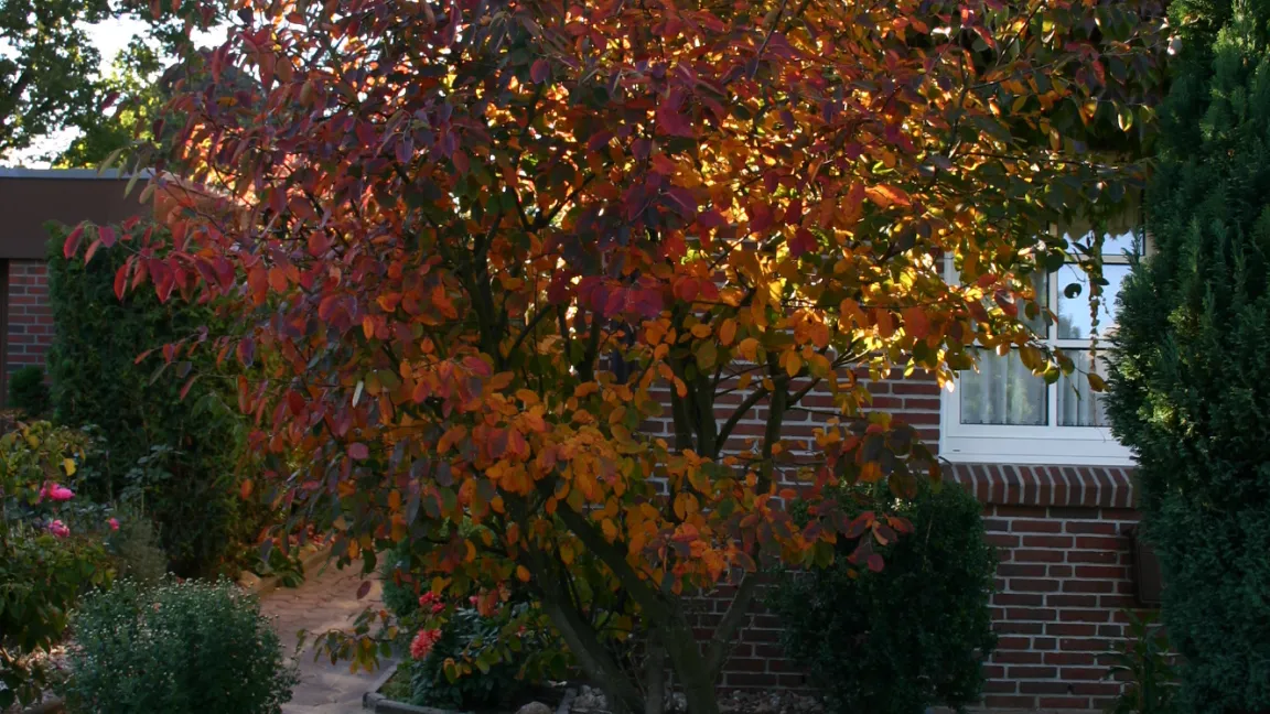 Auch im Frühjahr zeigt sich die Kupfer-Felsenbirne rötlich-braun. Foto: Baumschule Horstmann