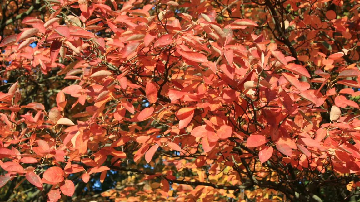 Besonders aber im Herbst leuchten die Blätter in prächtigem Orange oder Rot. Foto: Baumschule Horstmann