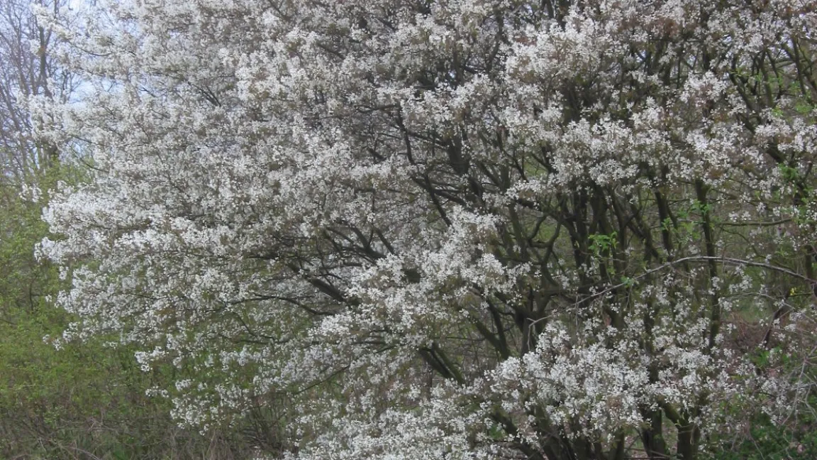 Die Kupfer-Felsenbirne wird bis zu 10m hoch. Foto: wikipedia