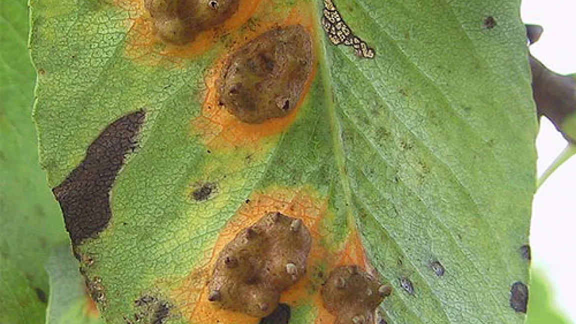 An der Blattunterseite bilden sich 3 bis 4 mm hohe Höcker mit Sporen.
Quelle: Peter Boas