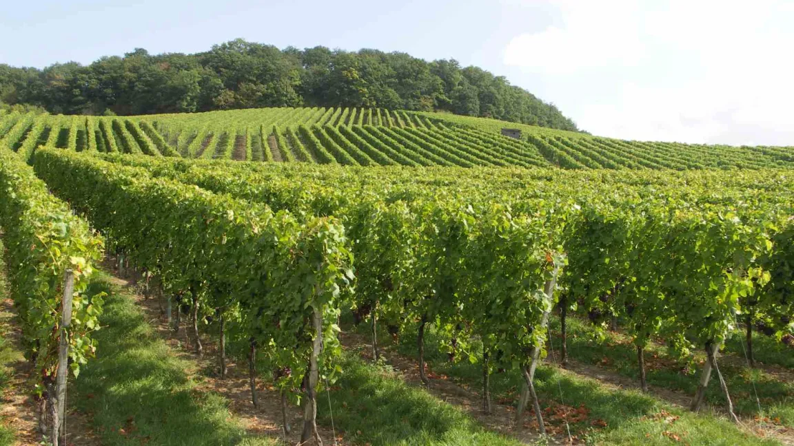 Die Fläche zwischen den Reihen wird begrünt, damit sie auch bei  feuchtem Wetter befahren werden kann. Foto: Matthias Wiedenau