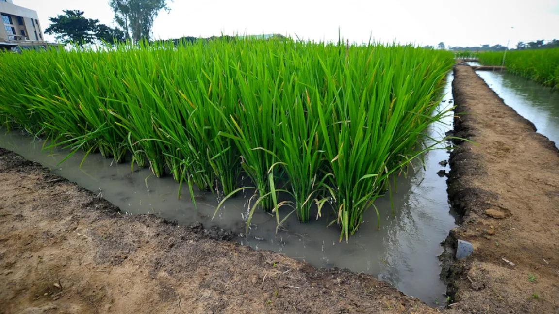 Auf den Philippinen ist in den nächsten Jahren der Anbau von vitaminangereichertem Reis (Golden Rice) - hier noch versuchsweise -  geplant. Foto: IRRI