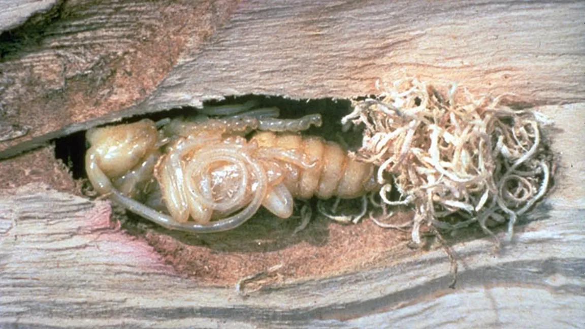 Eine Puppe des Asiatischen Laubholzbockkäfers in einer Puppenwiege. Foto: wikipedia