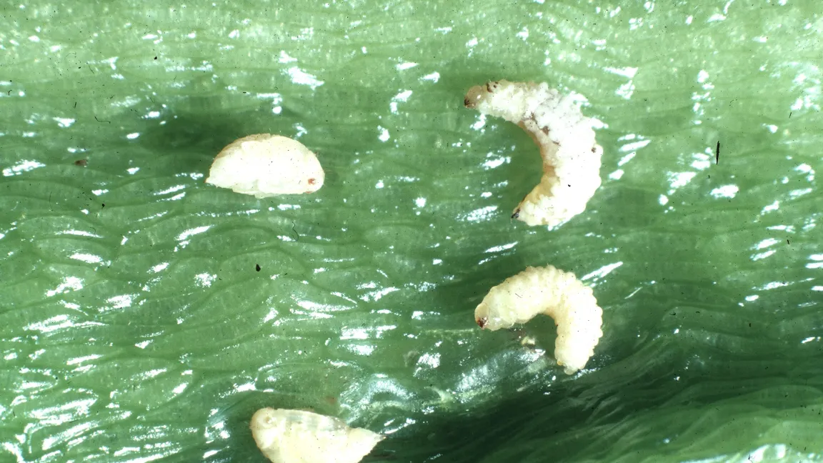 Die gefräßigen Larven entwickeln sich in nur drei bis vier Wochen. Foto: wikipedia