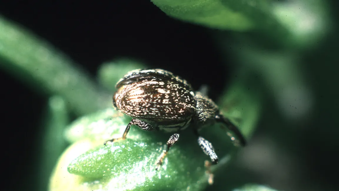 Kleiner Käfer - große Wirkung: Aus Amerika sind Ernteausfälle bis zu 50 Prozent bekannt. Foto. wikipedia