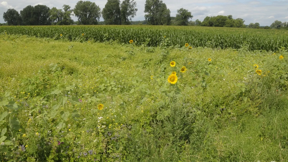 Die Blühmischungen sind so zusammengestellt, dass sie über einen möglichst langen Zeitraum blühende Arten enthalten. Foto: Friederike Krick